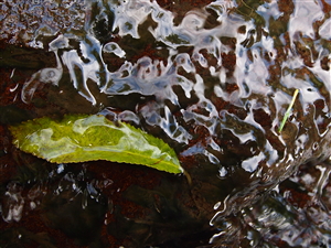 Kaiate reserve image of leaf in rushing water